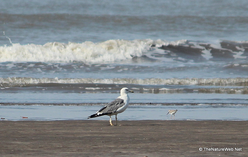 Yellow-legged Gull